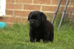 Chunky show bred puppy for sale in Northumberland | Image 2
