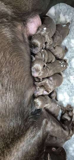 CHUNKY SHOW TYPE CHOCOLATE LAB PUPS for sale in Colchester Essex | Image 2