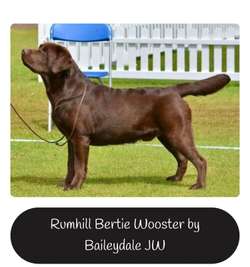 CHUNKY SHOW TYPE CHOCOLATE LAB PUPS for sale in Colchester Essex | Image 3