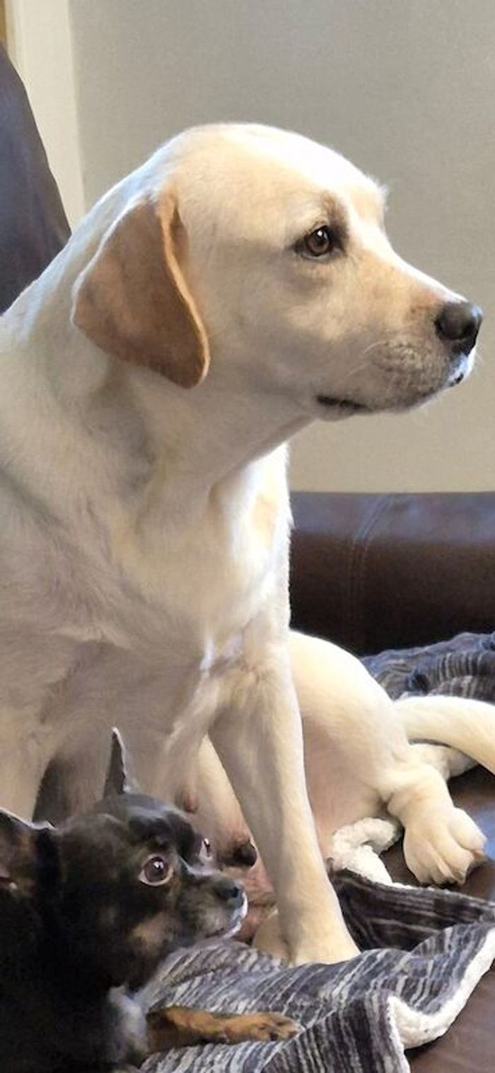 Labrador Retriever puppies for sale in Durham – a few seconds old - Image 3 of 6
