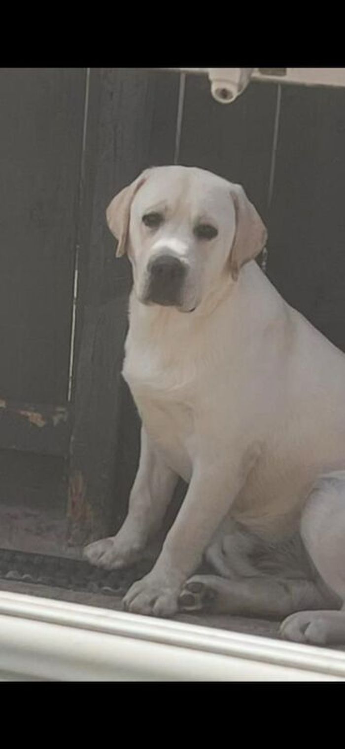 Labrador Retriever puppies for sale in Durham – a few seconds old - Image 4 of 6
