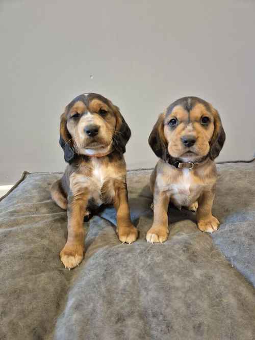 Cockador Labrador cross Cocker Spaniel Puppies Ready 12th July for sale in Littleport, Cambridgeshire