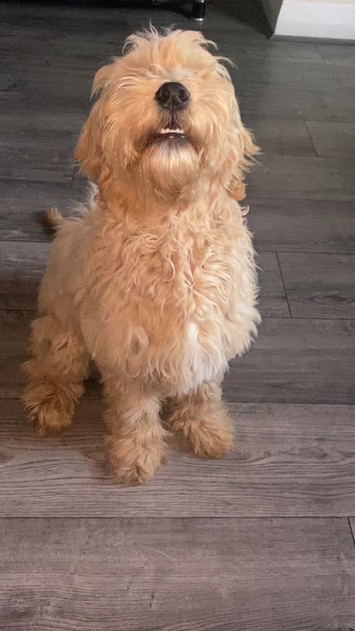 Cockapoo 5 month female for sale in Greater Manchester