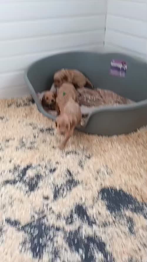 Cockapoo puppies both parents kc health tested for sale in Ely, Cambridgeshire