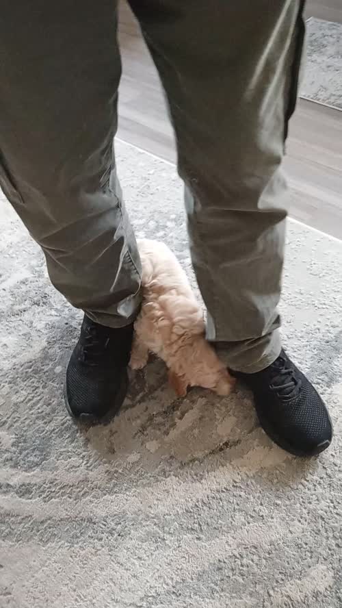 Cockapoo puppies f1 apricot boy. ♥️. for sale in Glenrothes, Fife