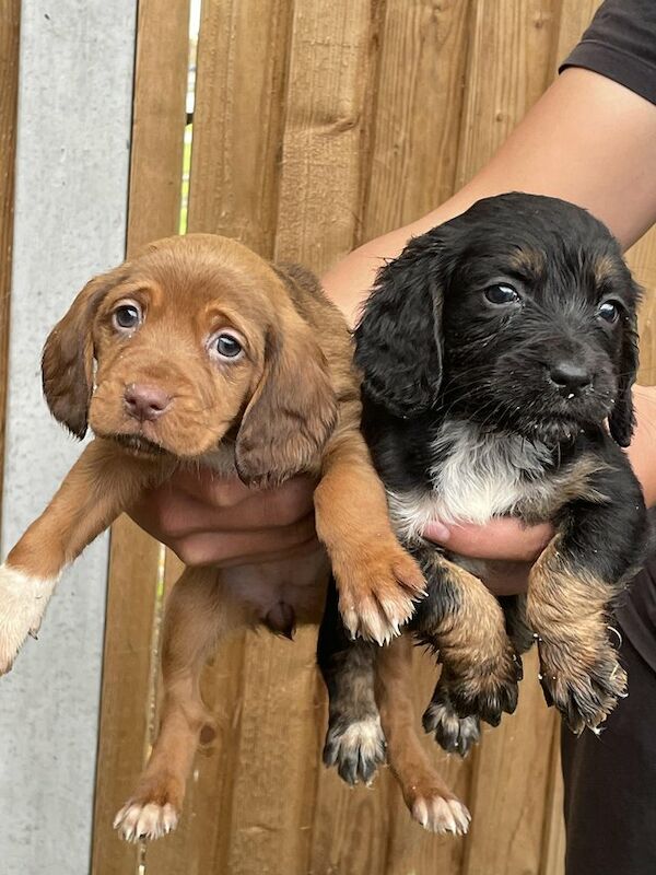 Spaniel cross deals puppies for sale