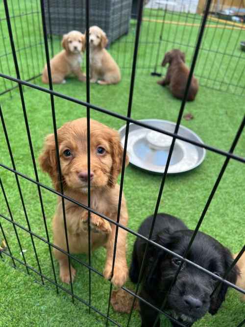 Cocker spaniel puppies for sale in Crewe, Cheshire