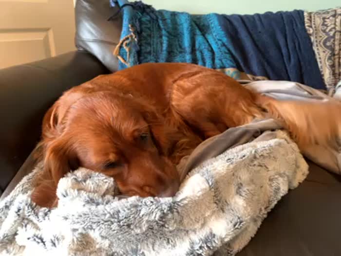 Cocker Spaniel puppies being born around the 8th of April for sale in Northampton, Northamptonshire