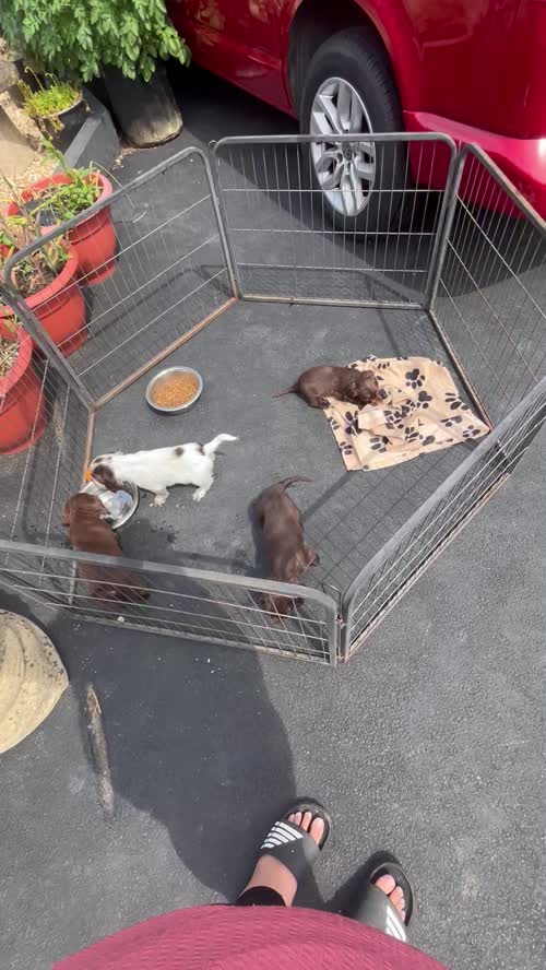 cocker spaniel puppy's for sale in Westbury, Wiltshire