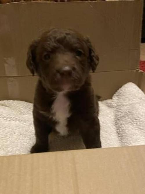 Cockerpoo x Labrador puppies ready to leave for sale in Sheffield, South Yorkshire - Image 4