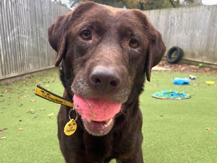 Labrador Retriever for adoption in Newbury, Berks – 5 years old - Image 1 of 1