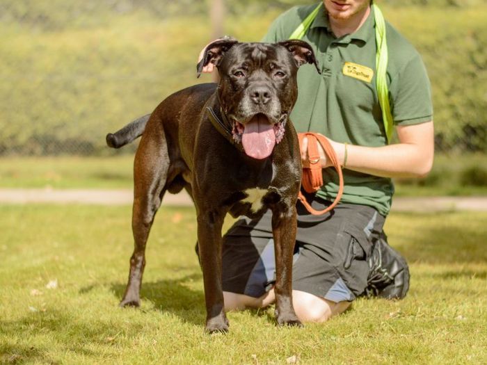 Labrador Retriever for adoption in Kenilworth, Warks – 5 years old
