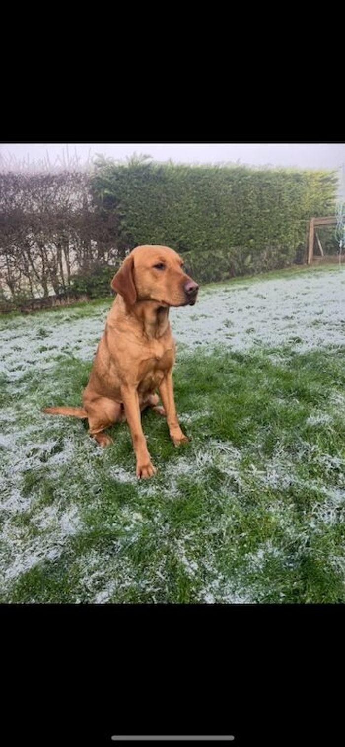 Labrador Retriever puppies for sale in Chelmsford, Essex – KC registered, 3 months old - Image 4 of 6