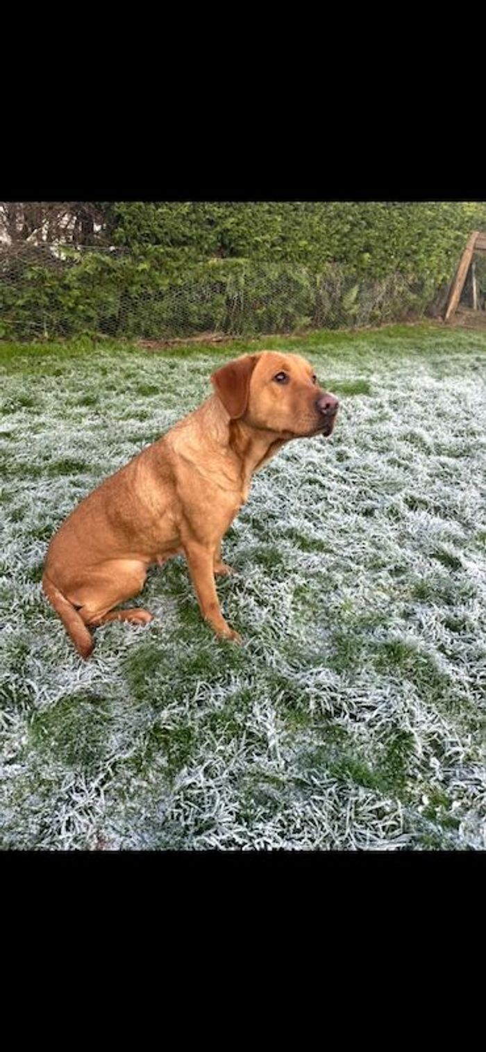 Labrador Retriever puppies for sale in Chelmsford, Essex – KC registered, 3 months old - Image 5 of 6