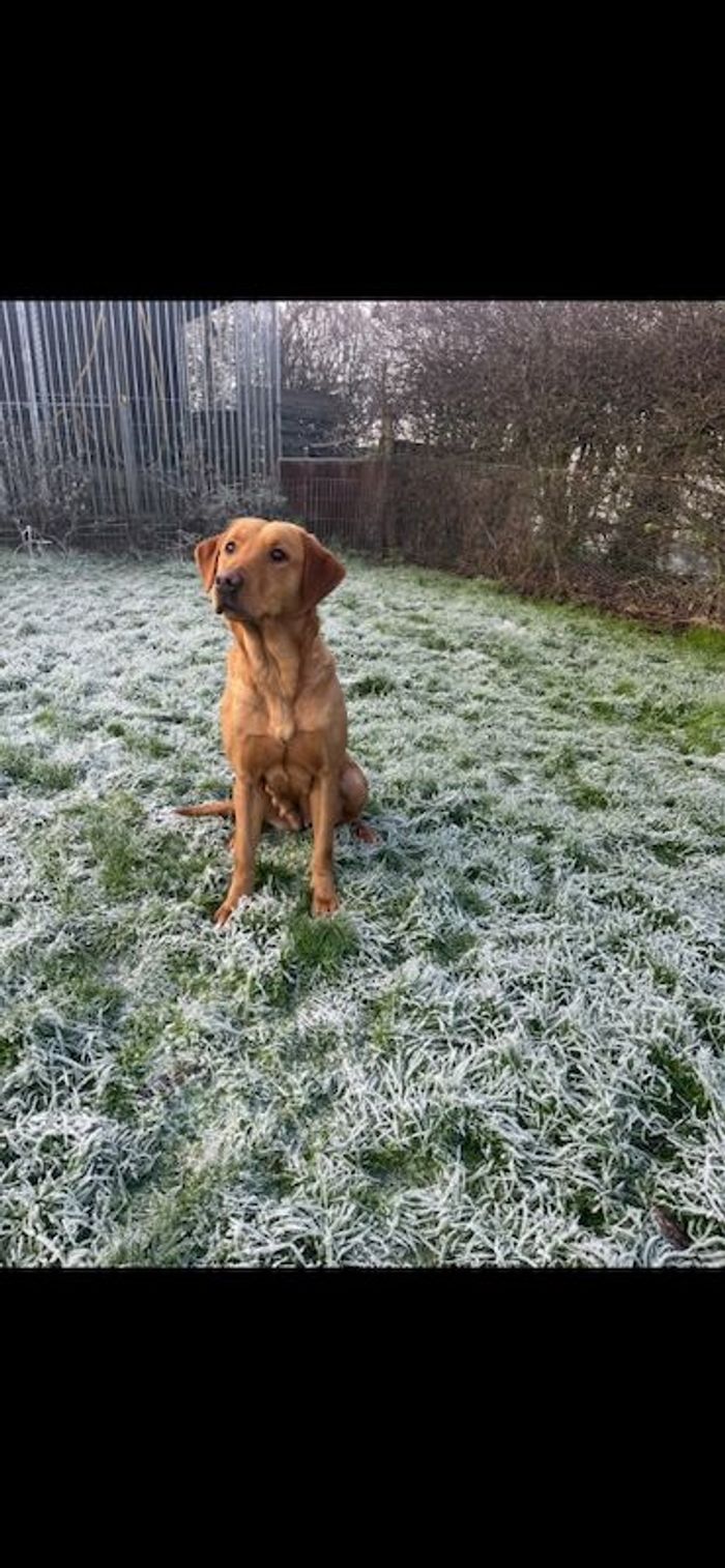 Fox Red Labrador Retriever puppies for sale in Chelmsford, Essex – KC registered, a few seconds old