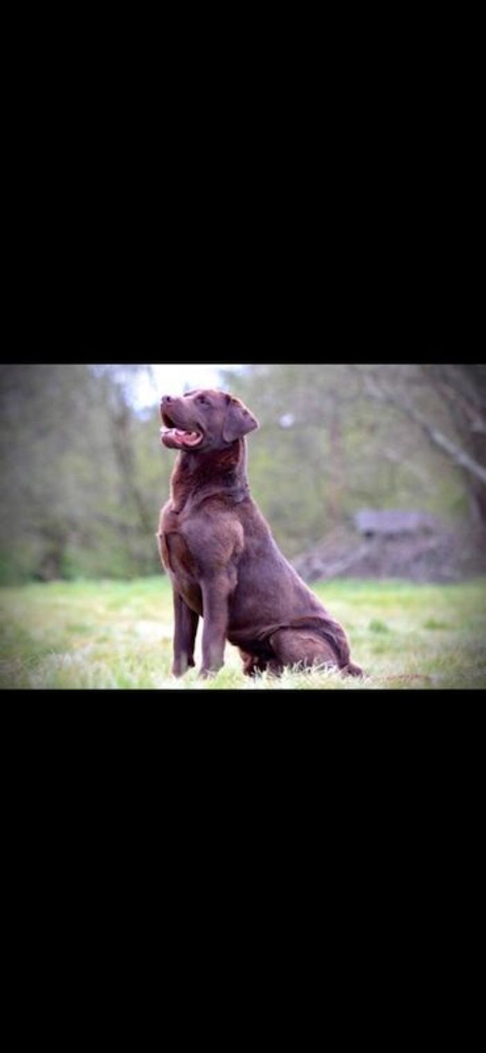 Labrador Retriever puppies for sale in Chelmsford, Essex – KC registered, a few seconds old - Image 3 of 6