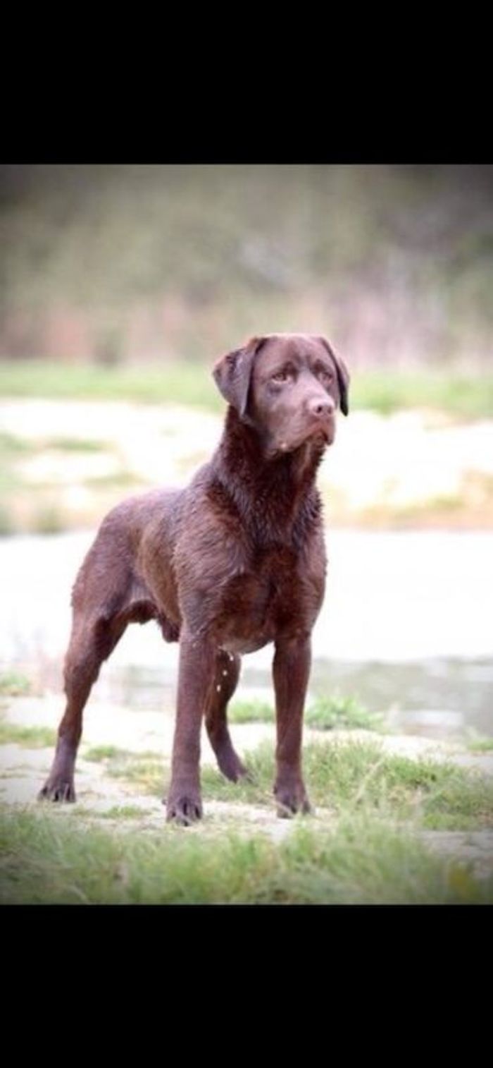 Labrador Retriever puppies for sale in Chelmsford, Essex – KC registered, a few seconds old - Image 4 of 6