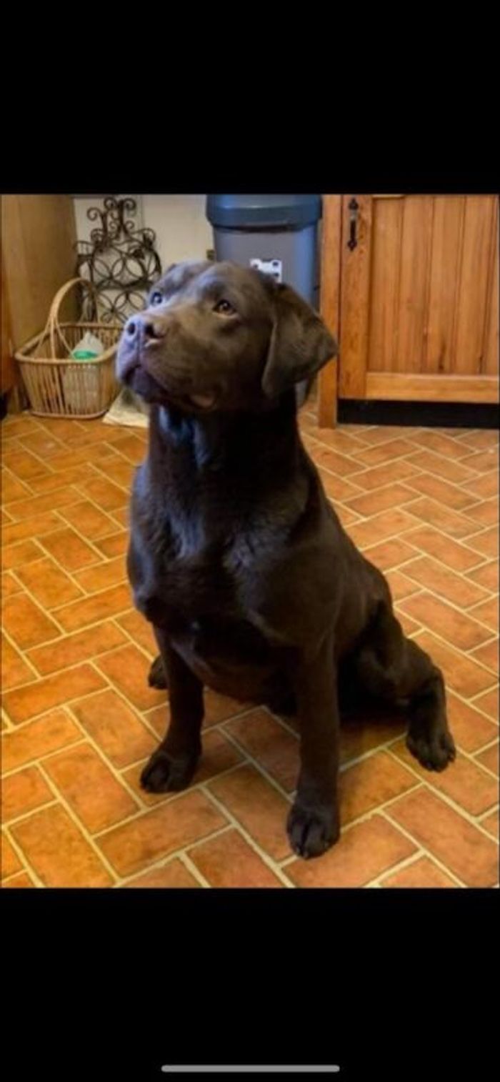 Labrador Retriever puppies for sale in Chelmsford, Essex – KC registered, a few seconds old - Image 5 of 6