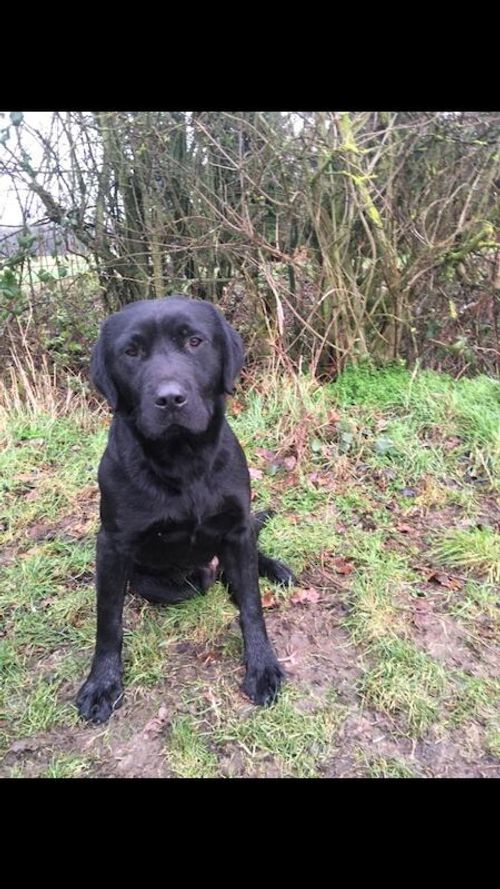 Confirmed in pup waitlist open working labs for sale in Chelmsford, Essex
