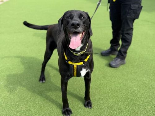 Cooper for sale in Telford, Shropshire