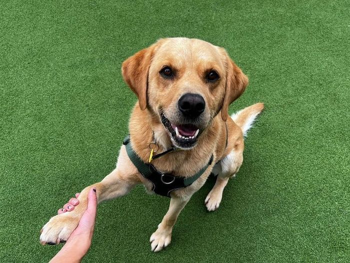 Labrador Retriever for adoption in Chestfield, Kent – 5 years old