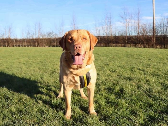 Labrador Retriever for adoption in Sadberge, Co Durham – 7 years old