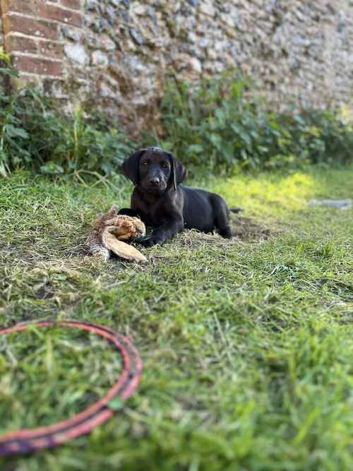 Cracking working/family Labrador pups for sale in Stowmarket, Suffolk