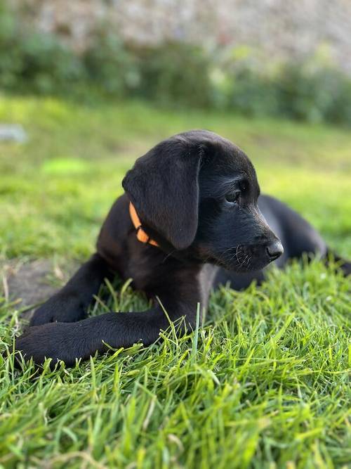 Cracking working/family Labrador pups for sale in Stowmarket, Suffolk - Image 2