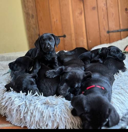 Cracking working/family Labrador pups for sale in Stowmarket, Suffolk - Image 4