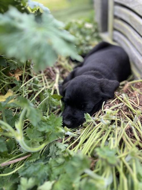 Cracking working/family Labrador pups for sale in Stowmarket, Suffolk - Image 7