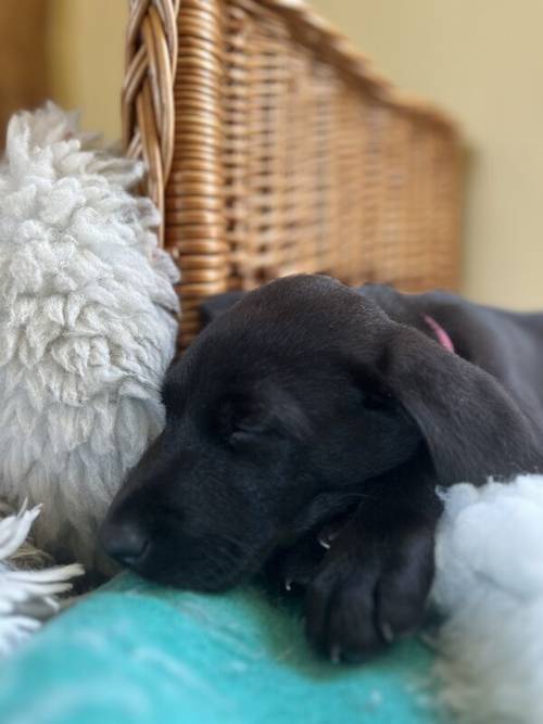 Cracking working/family Labrador pups for sale in Stowmarket, Suffolk - Image 8