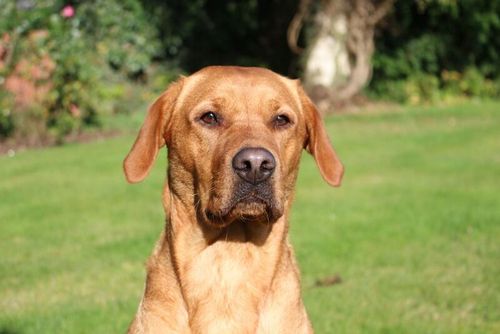 Cumbria based litter of excellently bred fox red Labrador puppies. for sale in Carlisle, Cumbria