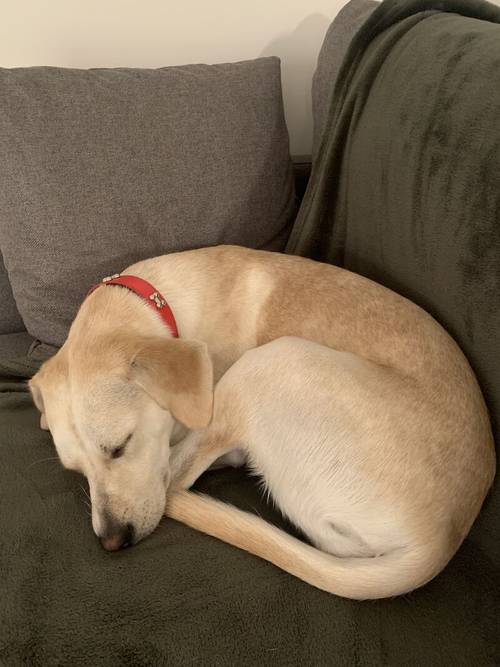 Curious Mila Lab Retriever for sale in London, City of London, Greater London - Image 7