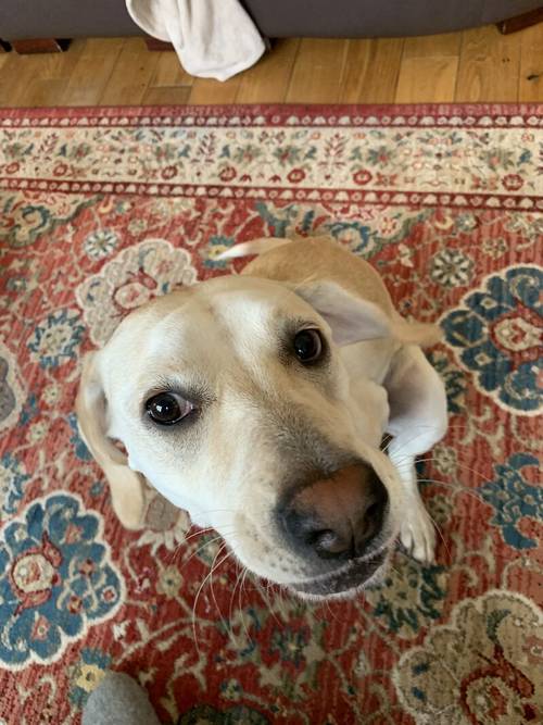 Curious Mila Lab Retriever for sale in London, City of London, Greater London - Image 8