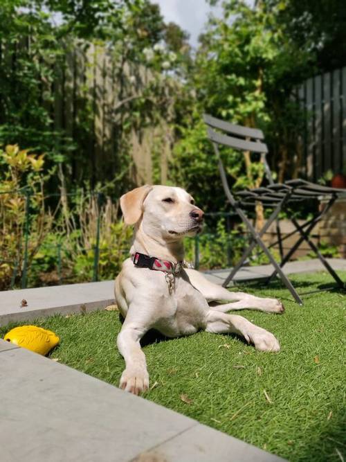 Curious Mila Lab Retriever for sale in London, City of London, Greater London - Image 10