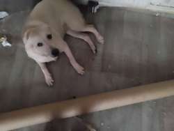 Cutie for sale in Cardiff/Caerdydd, Cardiff | Image 2