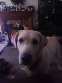 Cutie for sale in Cardiff/Caerdydd, Cardiff | Image 3
