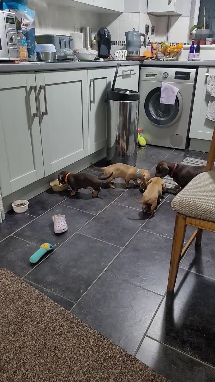 Dachshund puppies for sale in Stoke-on-Trent, Staffordshire – 9 weeks old