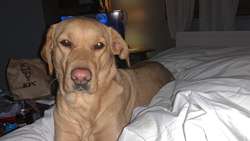Daisy looking for her forever friend for sale in Dagenham, Barking & Dagenham, Greater London | Image 2