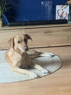 Daisy looking for her forever friend for sale in Dagenham, Barking & Dagenham, Greater London | Image 3