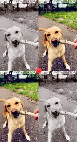 Daisy looking for her forever friend for sale in Dagenham, Barking & Dagenham, Greater London | Image 4