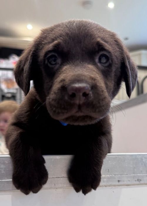 Dark Chocolate KC Reg Labrador Retriever Puppies for sale in Launceston, Cornwall