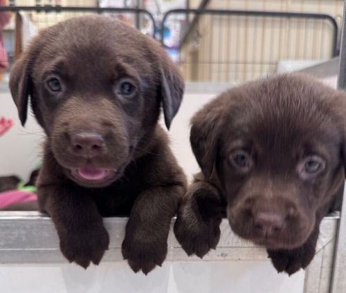 Dark Chocolate KC Reg Labrador Retriever Puppies for sale in Launceston, Cornwall
