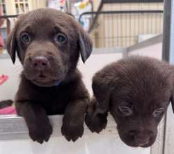 Fully Vaccinated - Dark Chocolate KC Reg Labrador Retriever Puppies for sale in Launceston, Cornwall | Image 2
