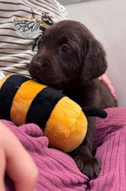 Fully Vaccinated - Dark Chocolate KC Reg Labrador Retriever Puppies for sale in Launceston, Cornwall | Image 3