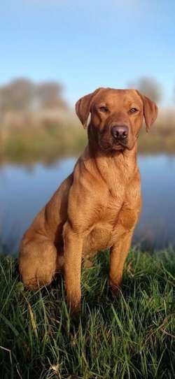 Dark Fox Red Labrador dog pups available and ready to leave for sale in Shrewsbury, Shropshire | Image 3