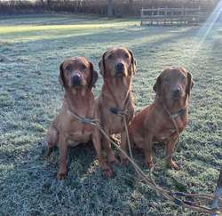 Dark Fox Red Labrador dog pups available and ready to leave for sale in Shrewsbury, Shropshire | Image 4