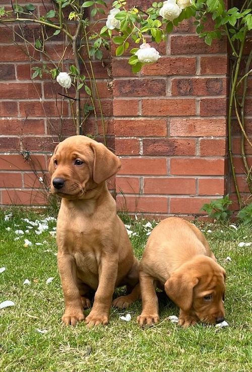 Dark Fox Red Labrador dog pups available and ready to leave for sale in Shrewsbury, Shropshire