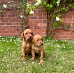 Dark Fox Red Labrador dog pups available and ready to leave for sale in Shrewsbury, Shropshire | Image 2