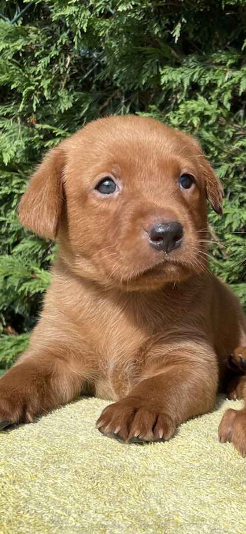 Dark Fox Red Labrador Pups For Sale in Rotherham, South Yorkshire